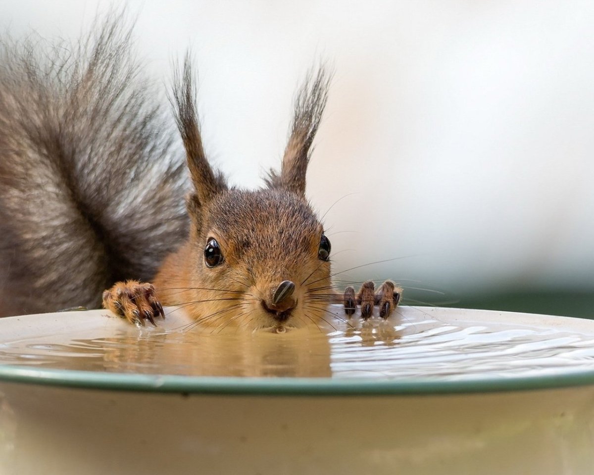 Мордочка белочки