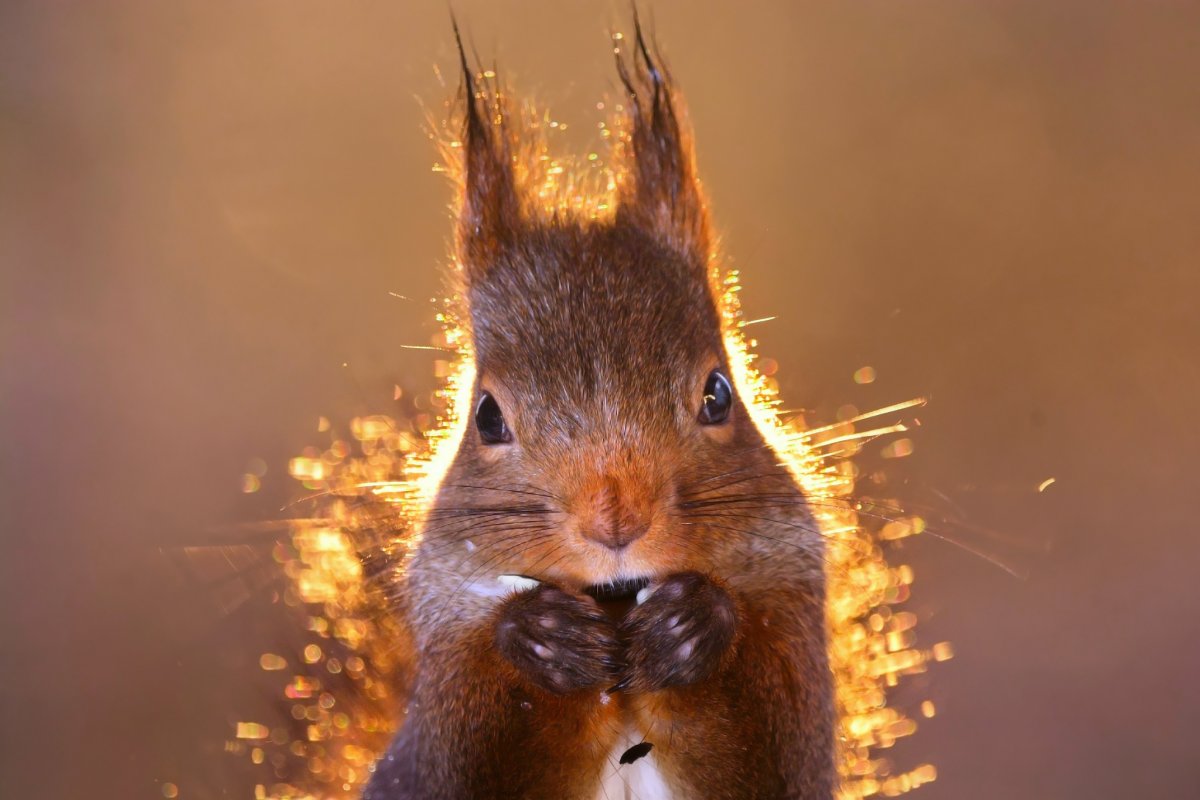 Огненная белка