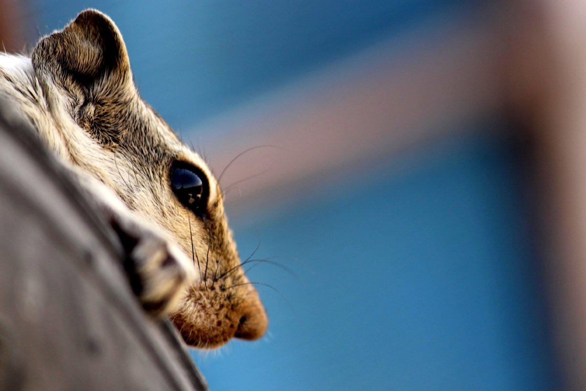 Белка крупным морда