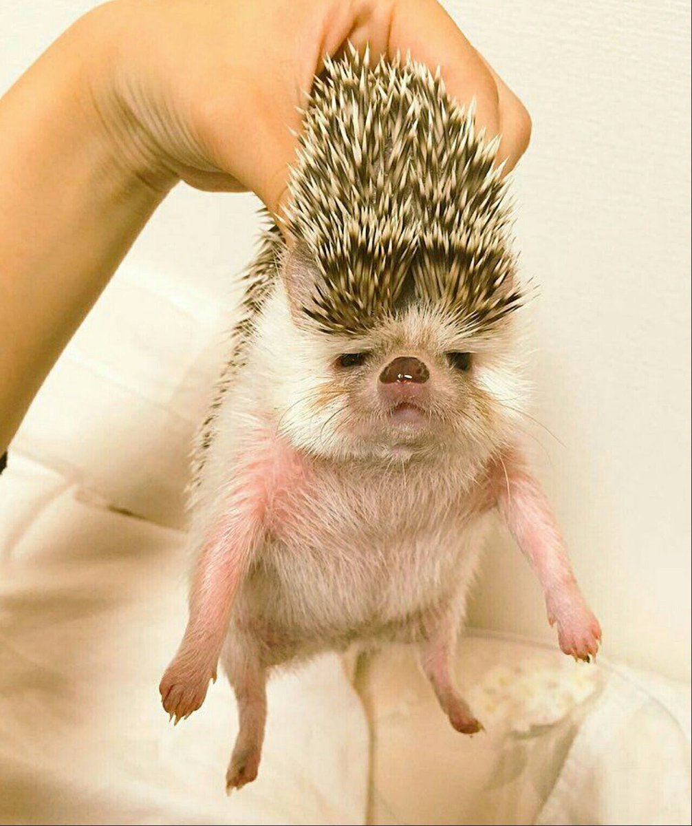 Пухлый Ежик