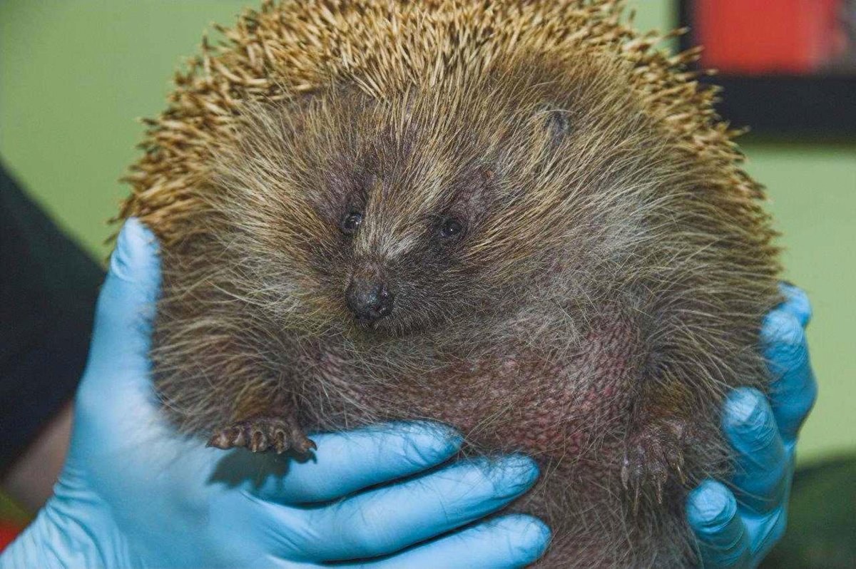 Толстый Ежик