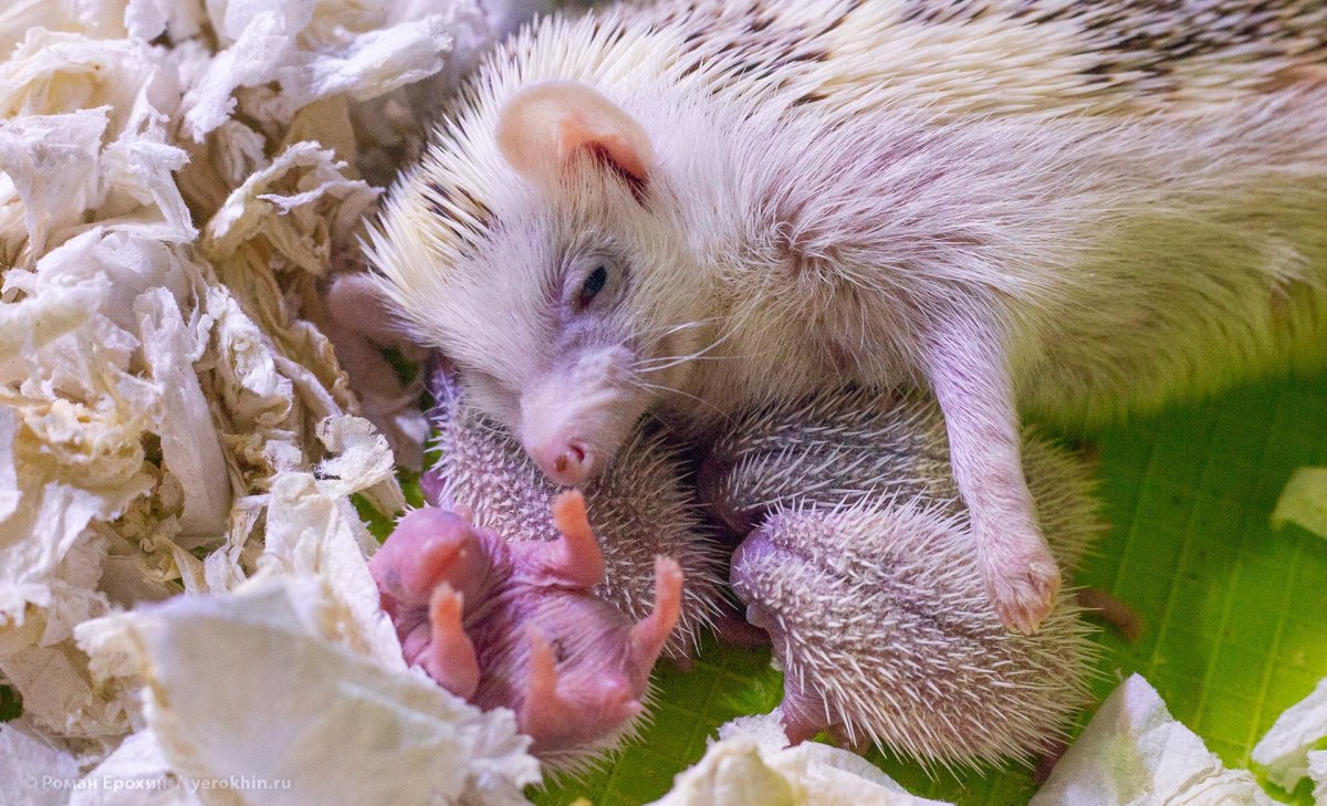 Беременный Ежик