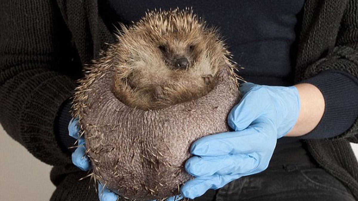 Толстый Ежик