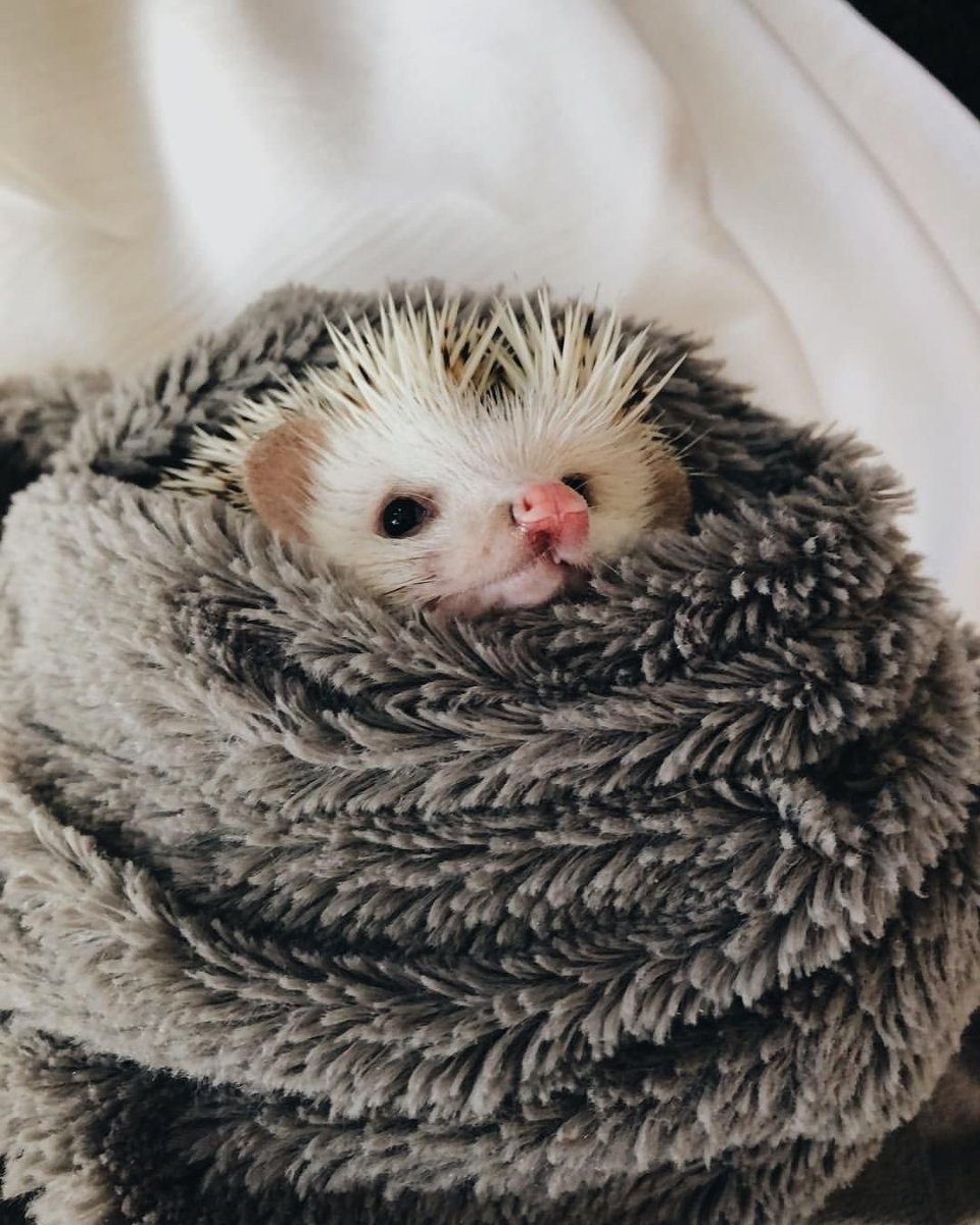 Еж с ежатами