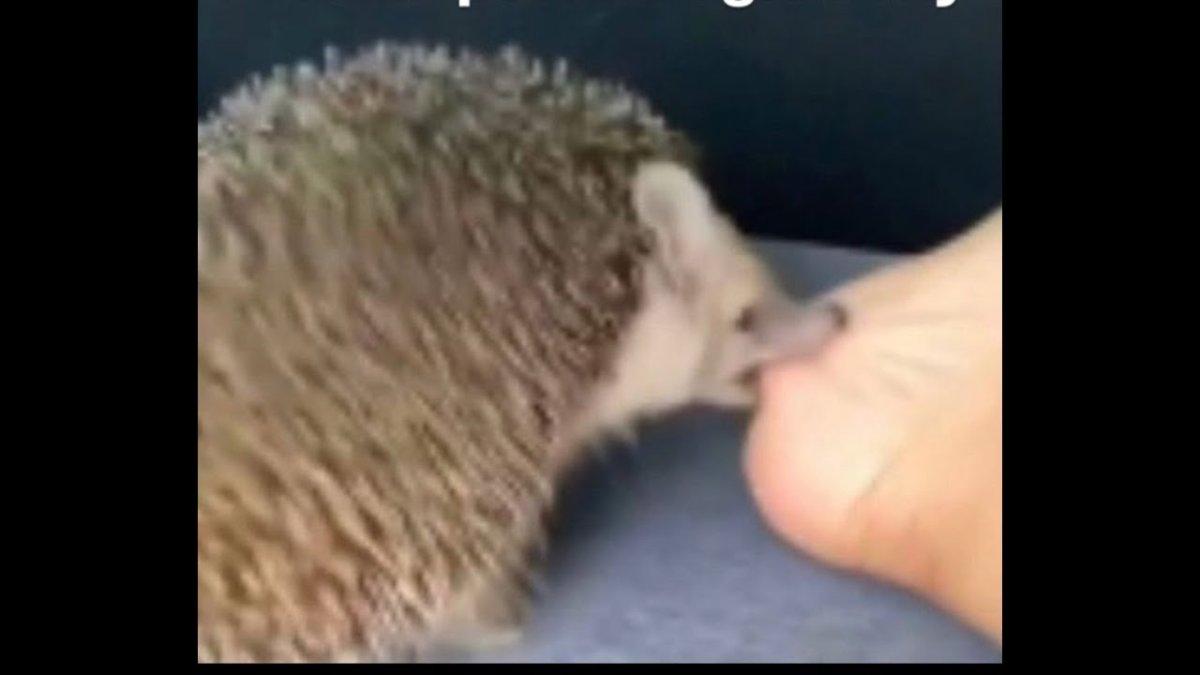 Ежик за решеткой