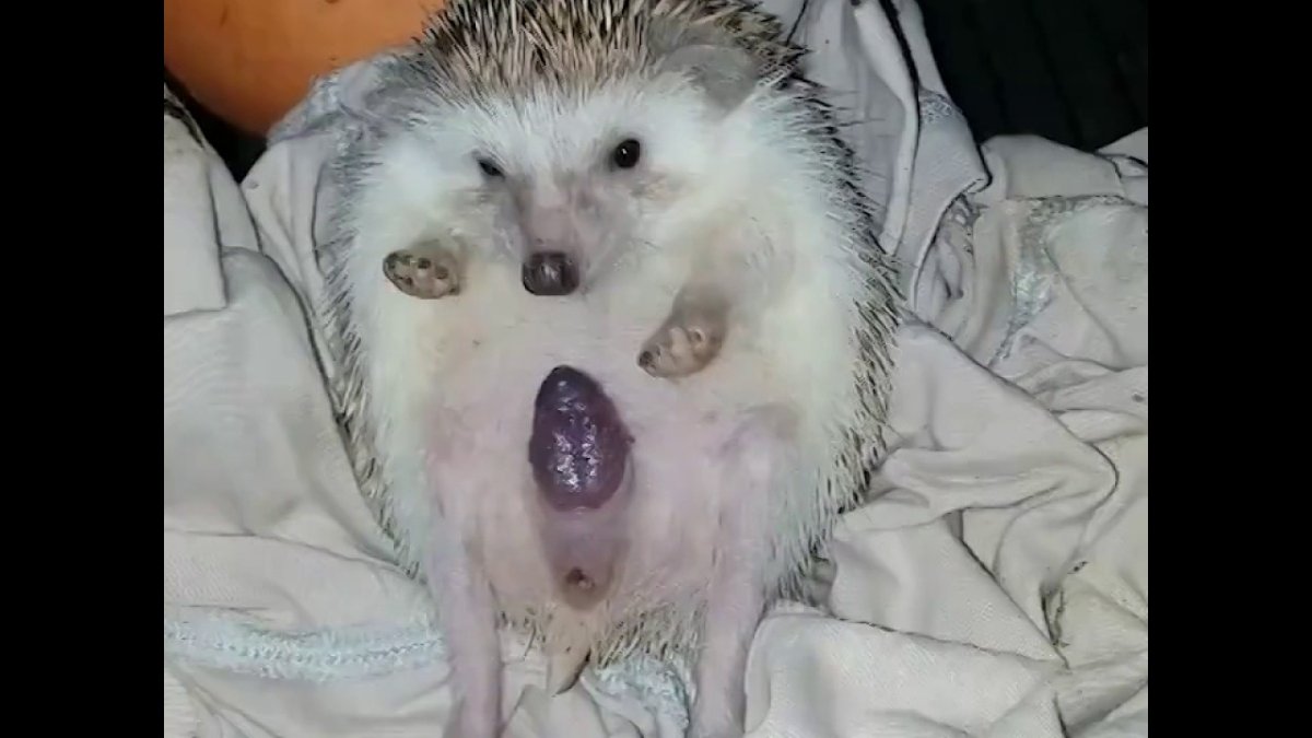 Новорождённый Ушастый ёж