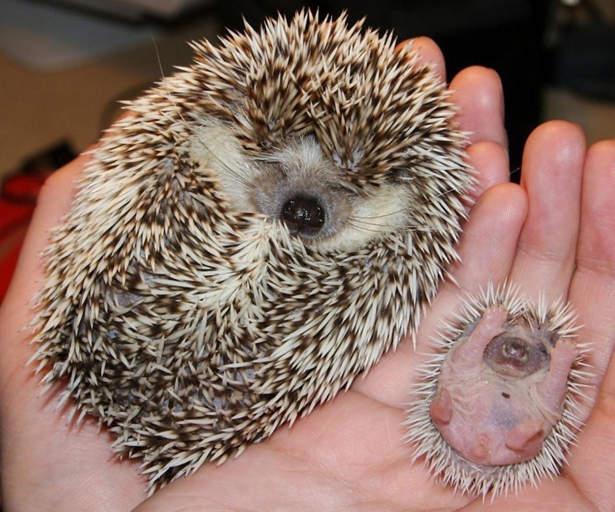 Животик ежика