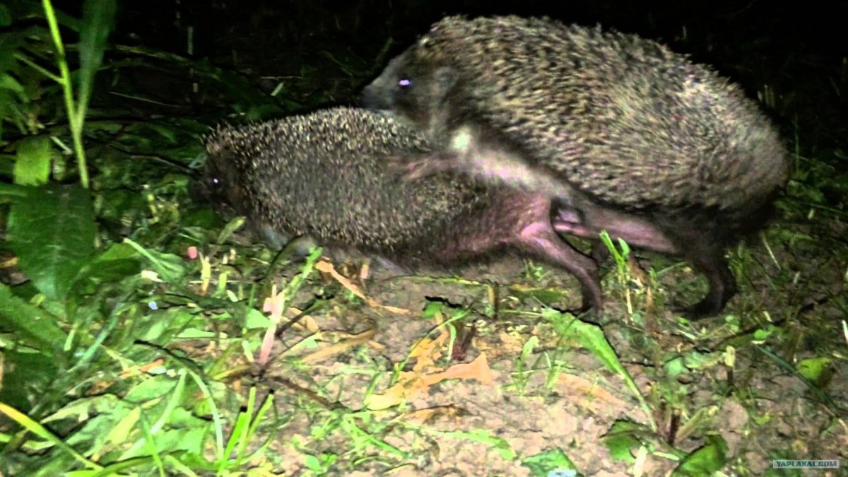 Пузико ежика