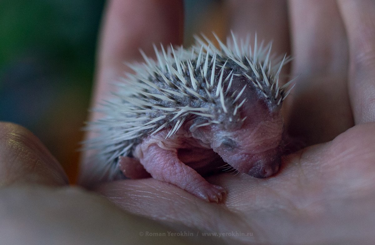 Беременные ежики