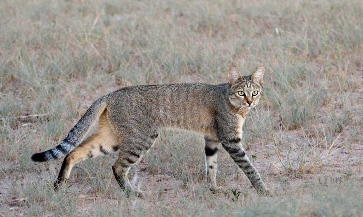 Степной кот Felis Silvestris lybica