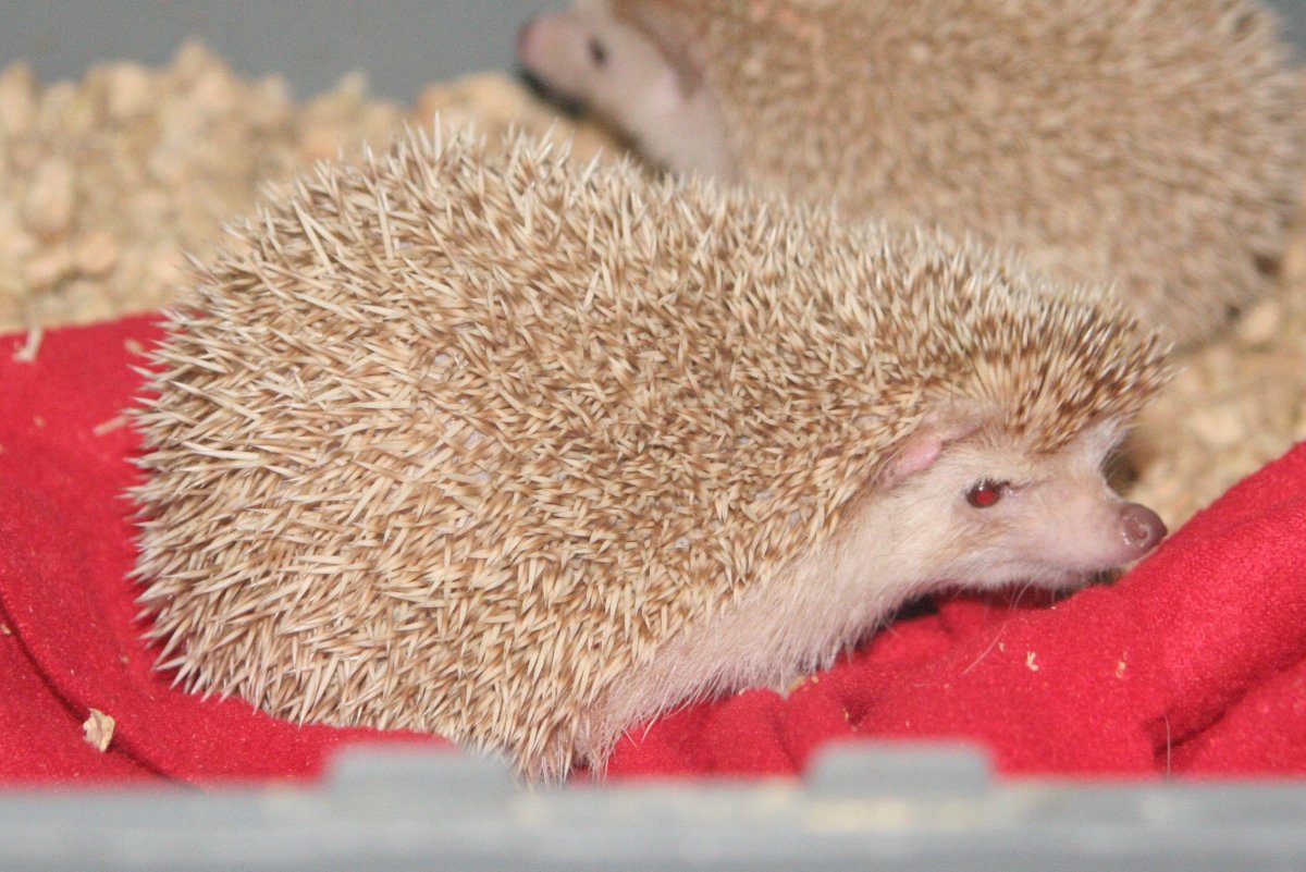 Ежик на спине