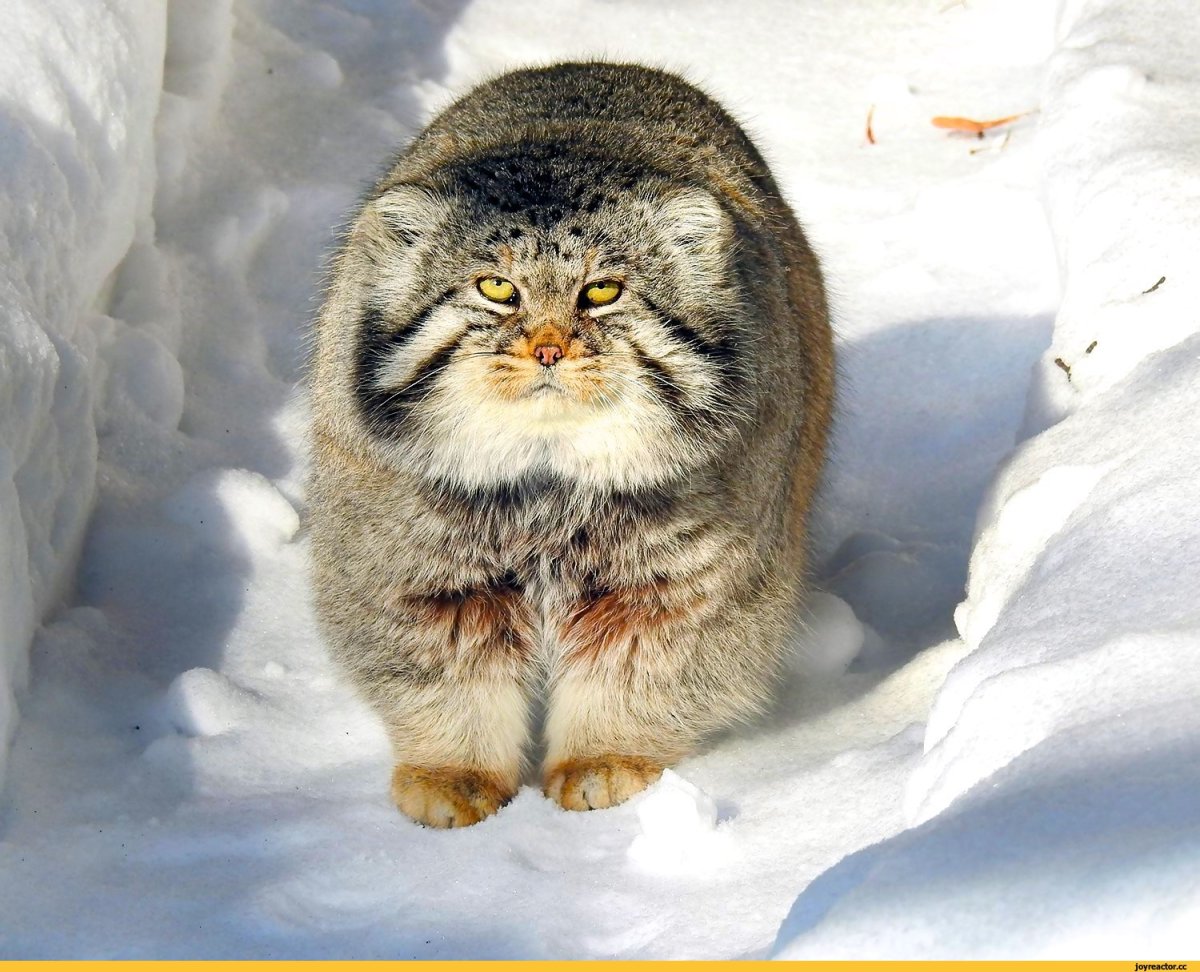 Кот Манул Забайкальского края