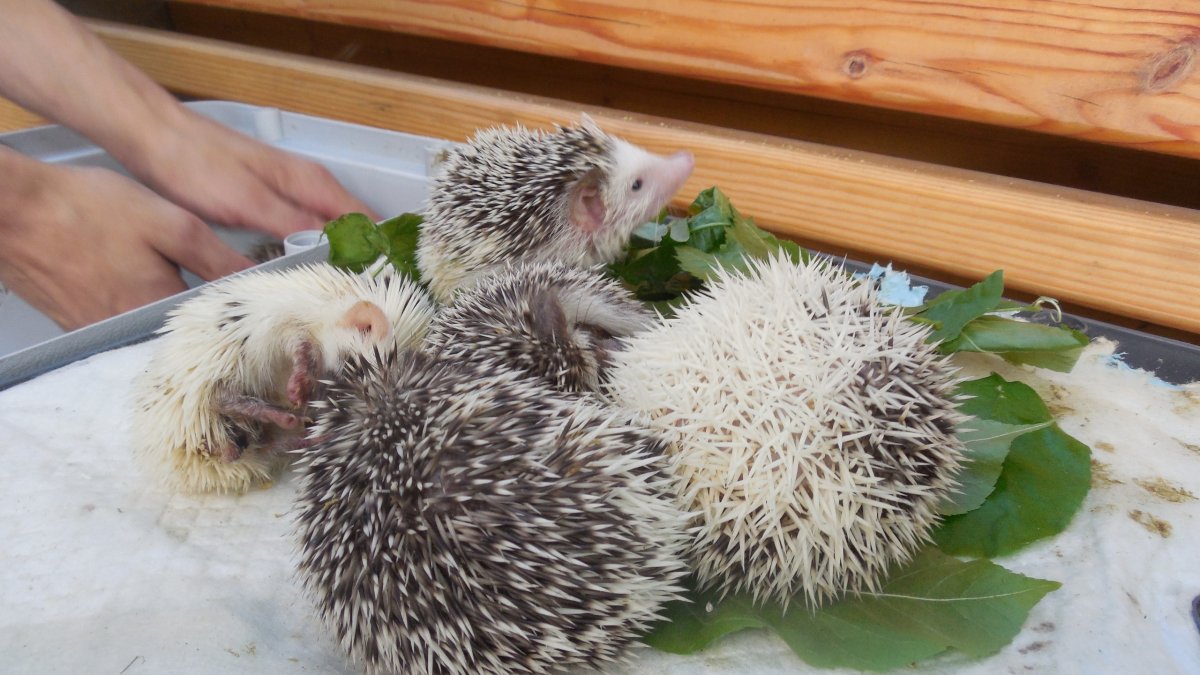 Беременный Ежик