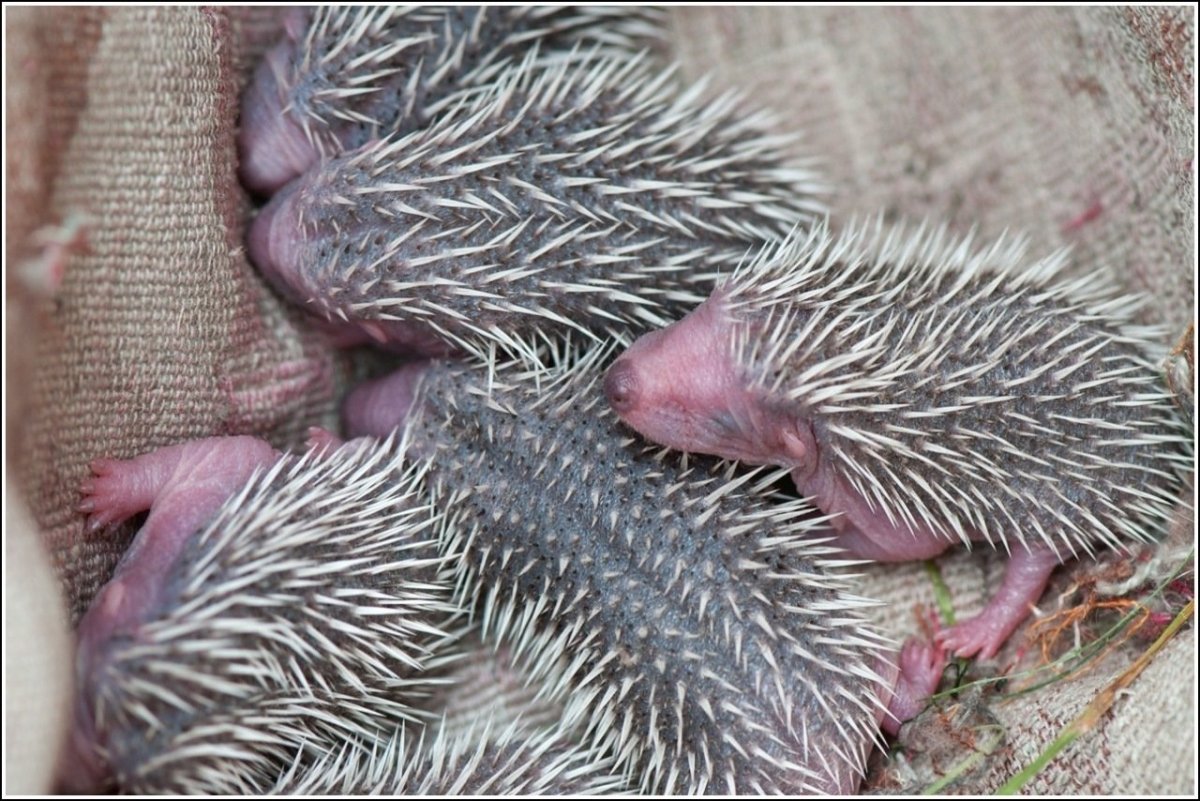 Детеныш дикобраза