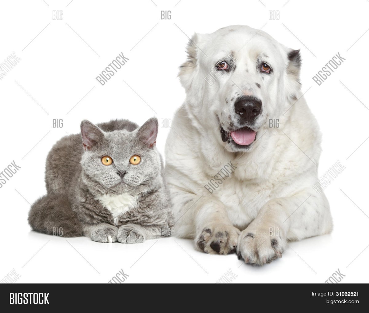 Среднеазиатская овчарка алабай