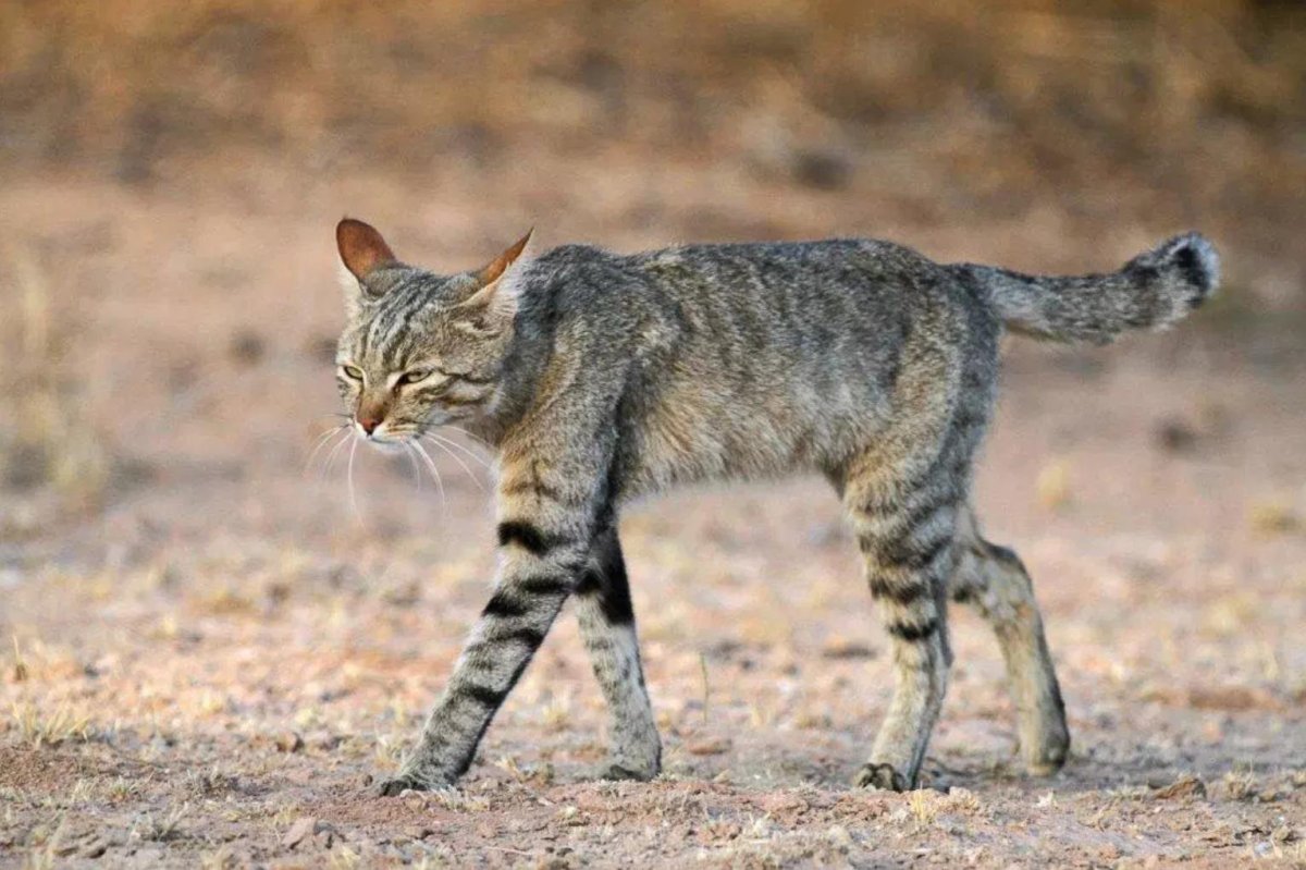 Степной кот Felis Silvestris lybica