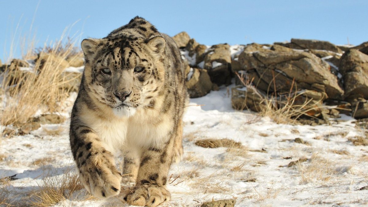 Леопард снежный Барс на Кавказе