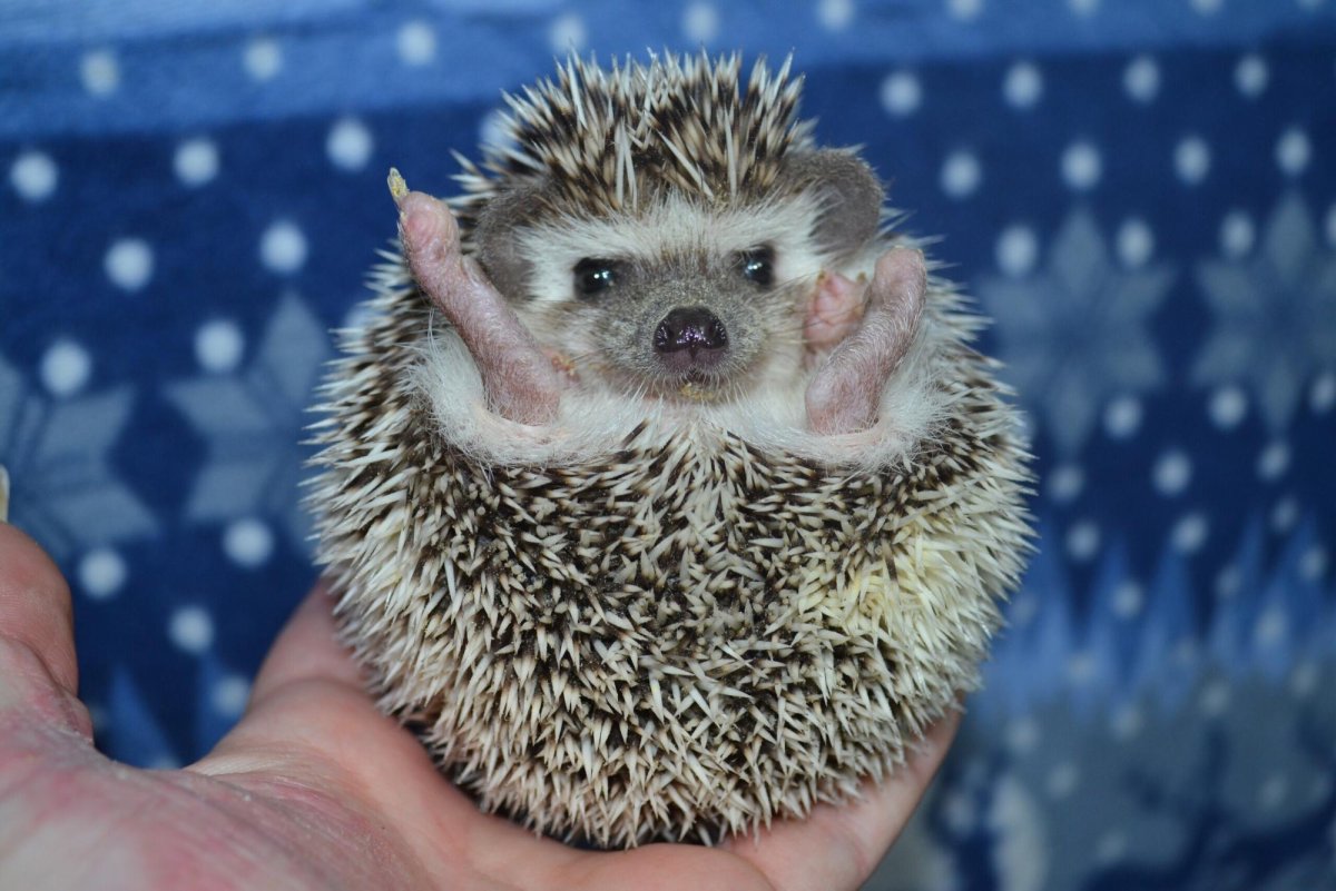 Массимо Ваккетта с ежиком