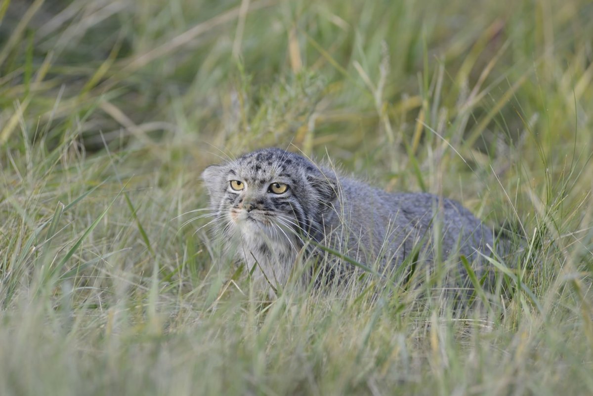 Лесной кот Манул