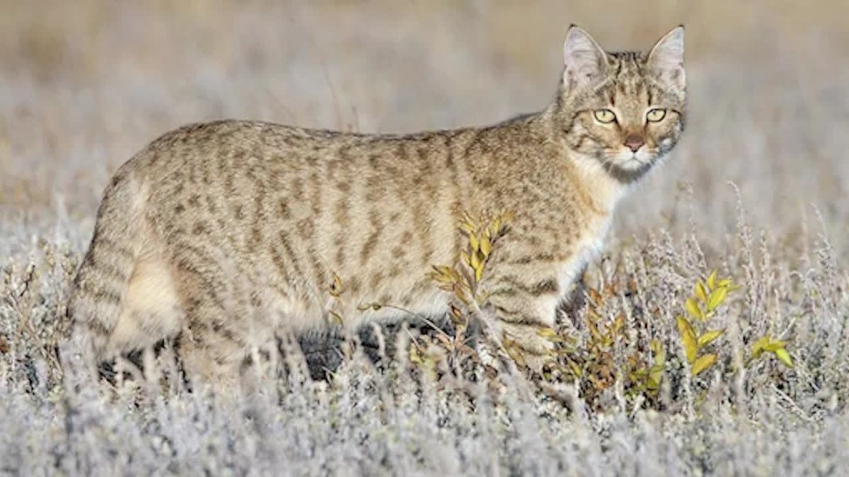 Степной кот Felis Silvestris lybica