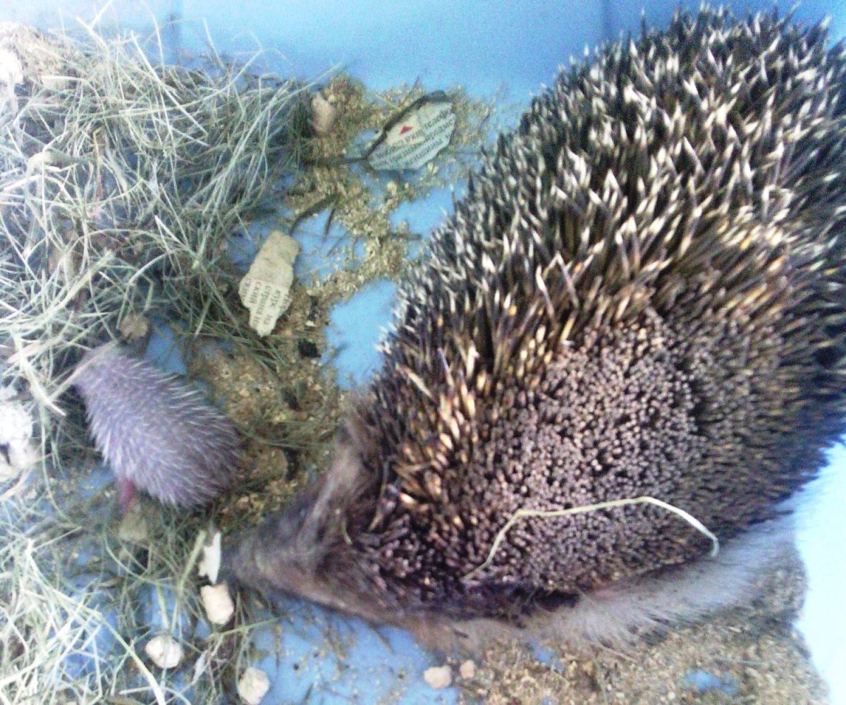 Новорожденные ежата