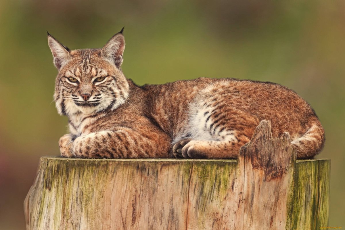 Среднеазиатская Рысь