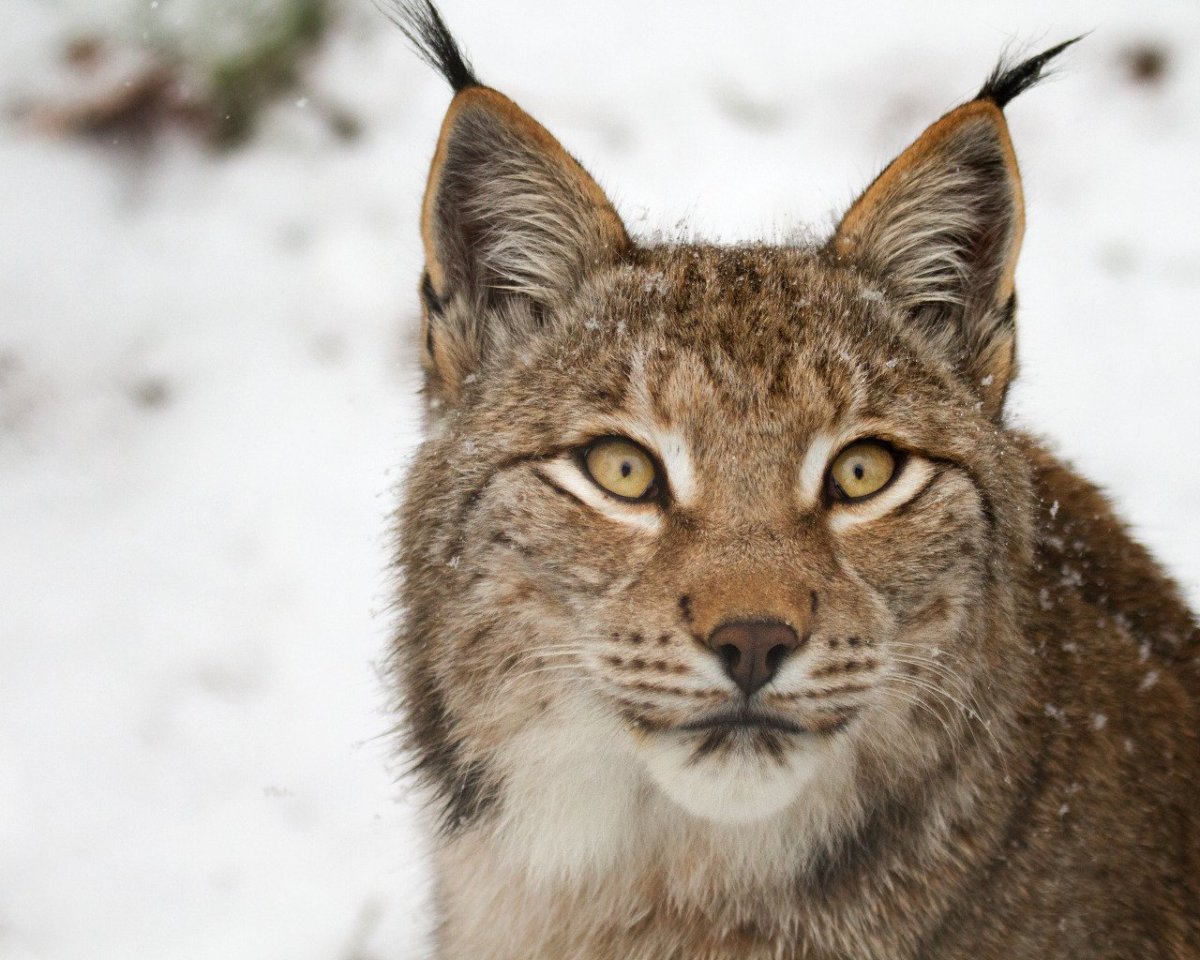 Татьяна Рысь