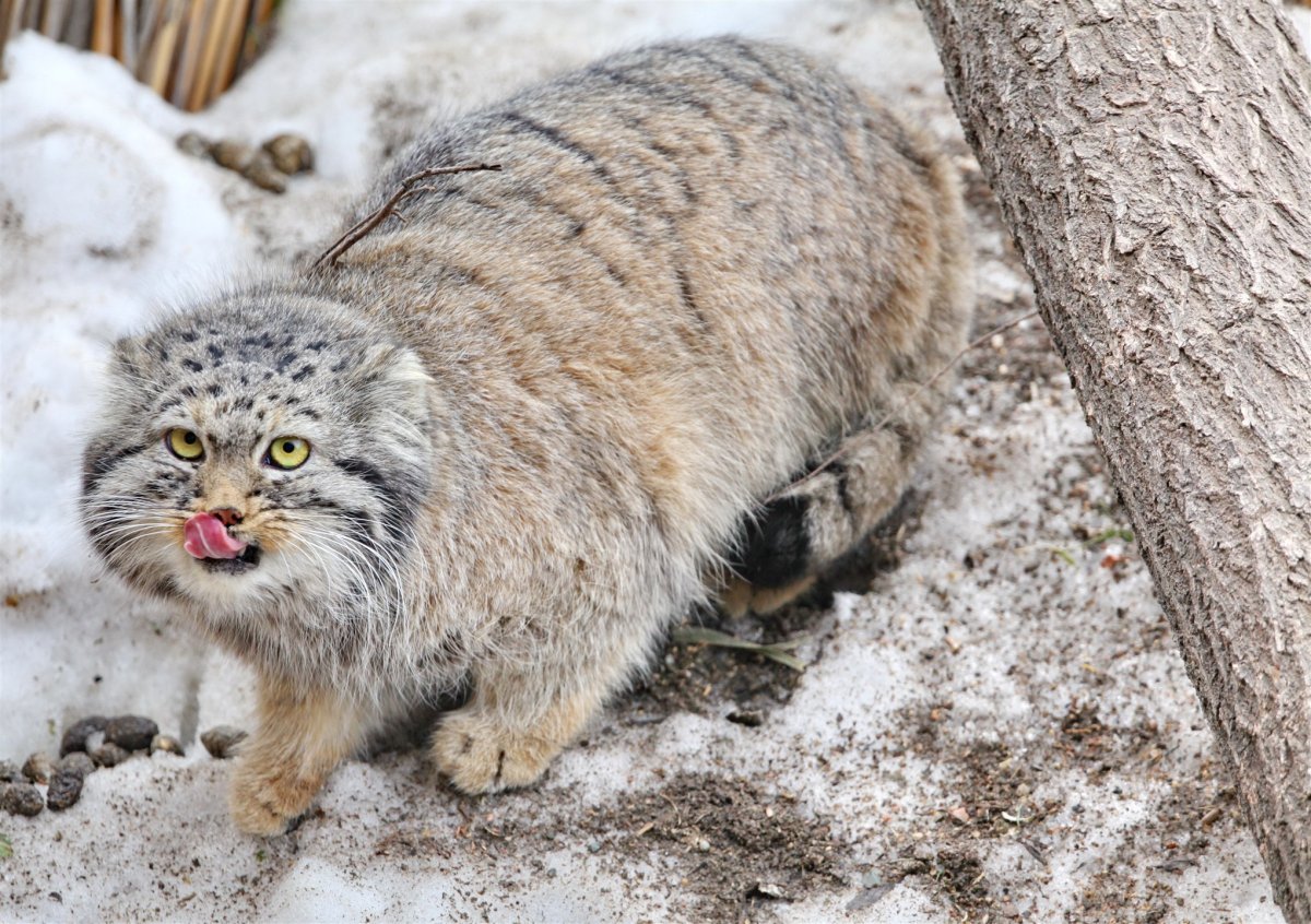 Камышовый кот Манул