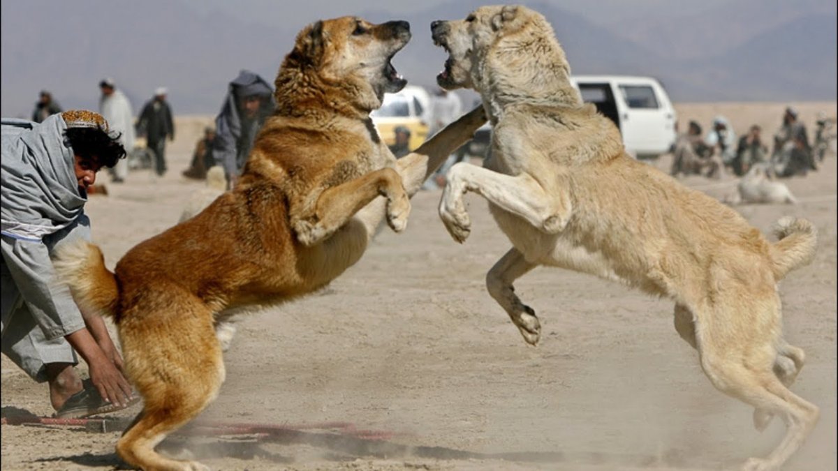 Собачий бой алабай кангал