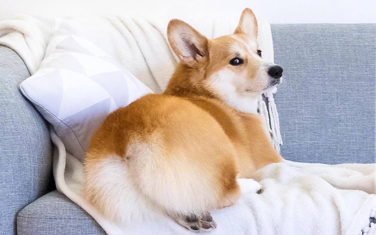 Корги Баффи