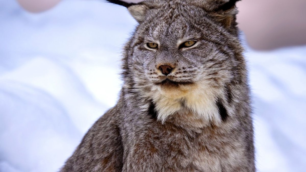 Канадская Рысь