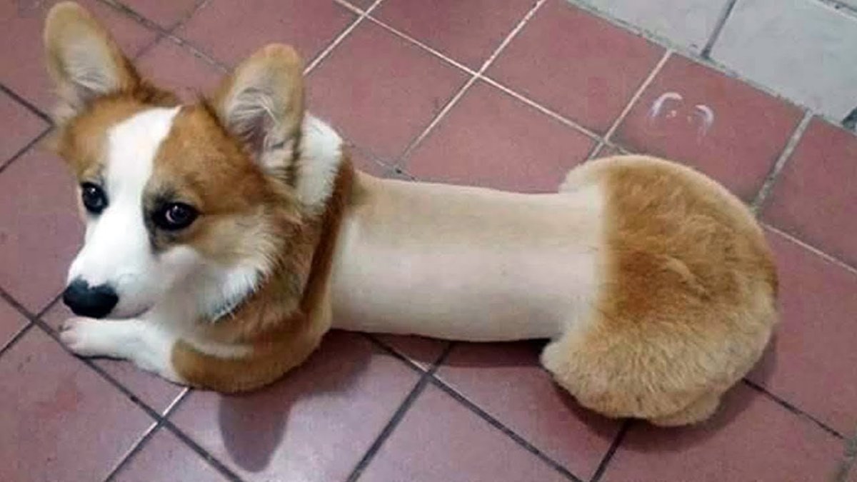 Корги тверк