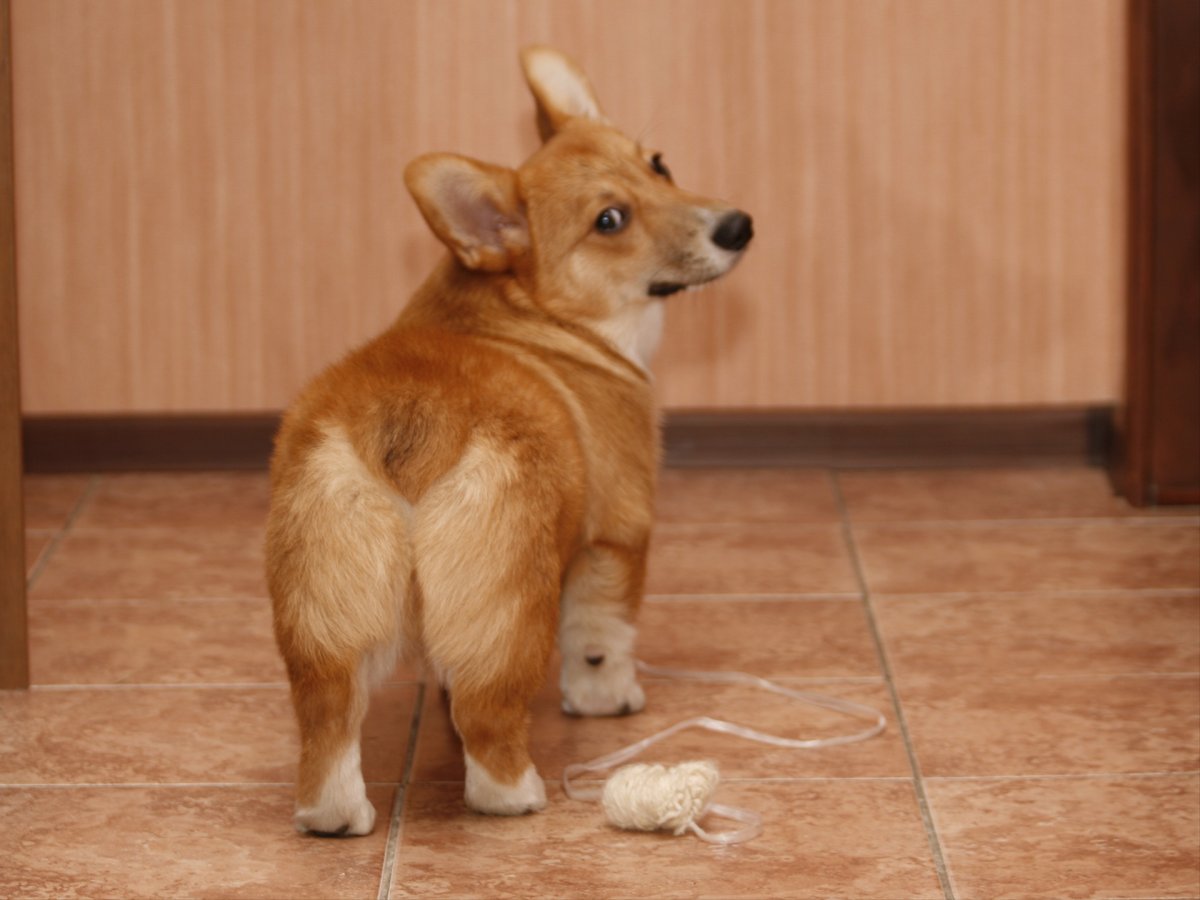 Вельш корги 3 цветная