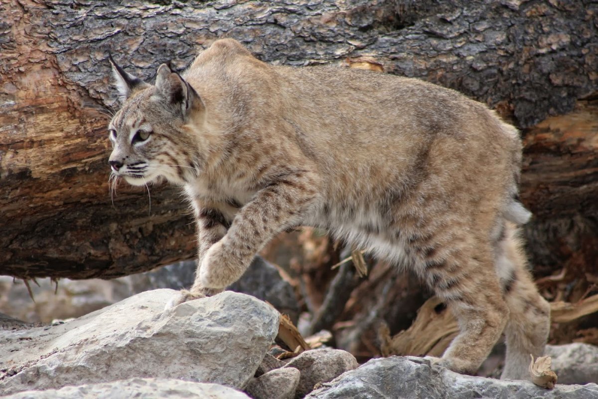 Рысь Дальневосточная
