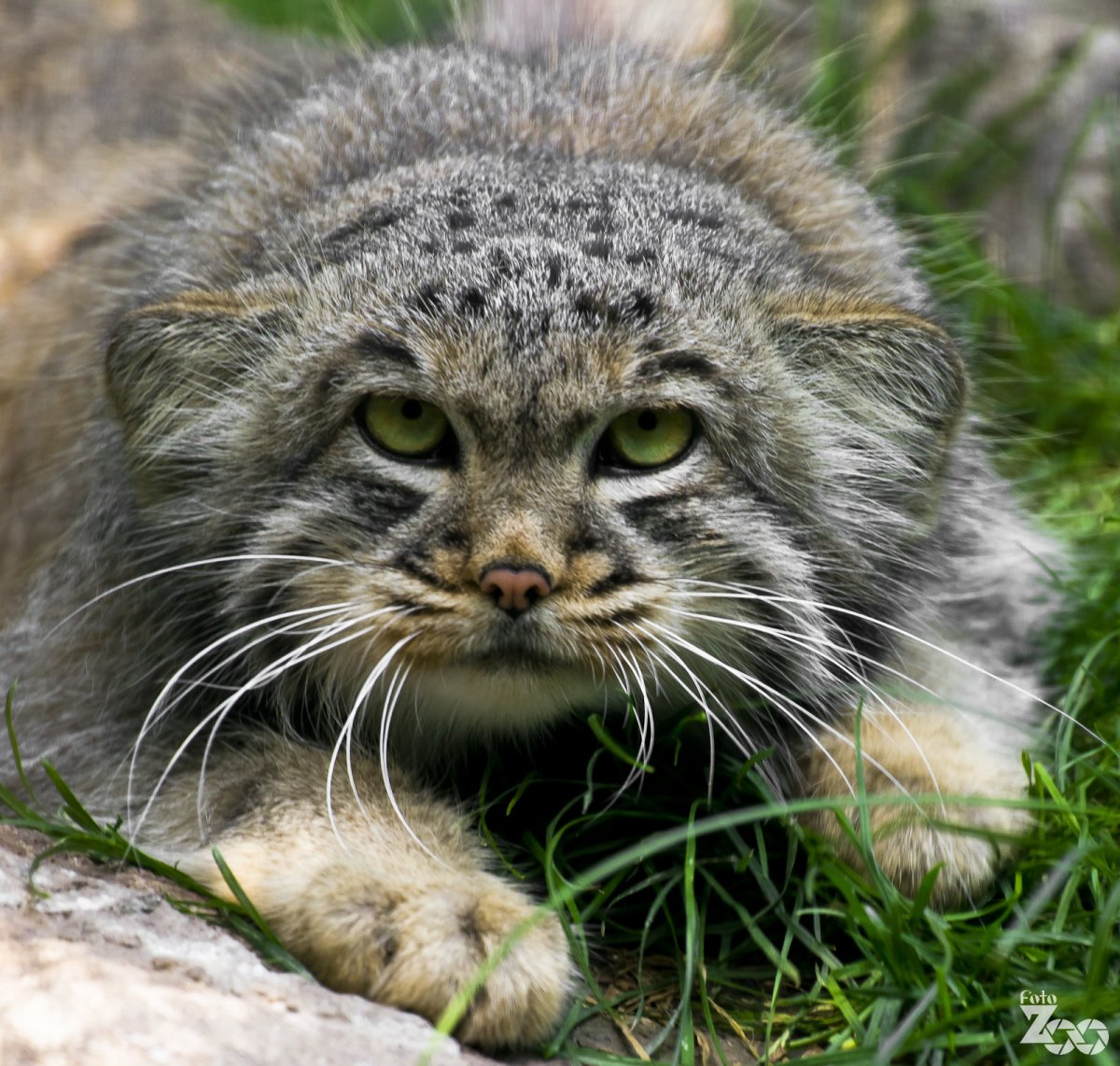 Манул (палласов кот)