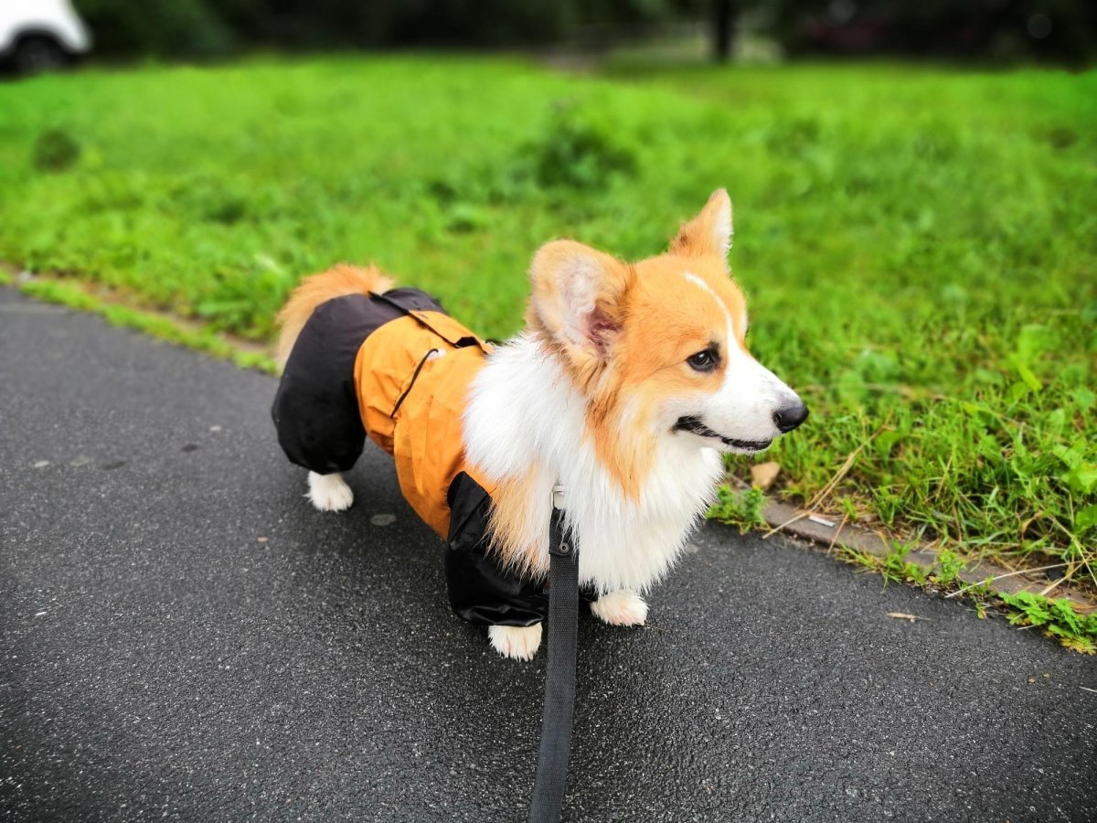 Корги пемброк сзади