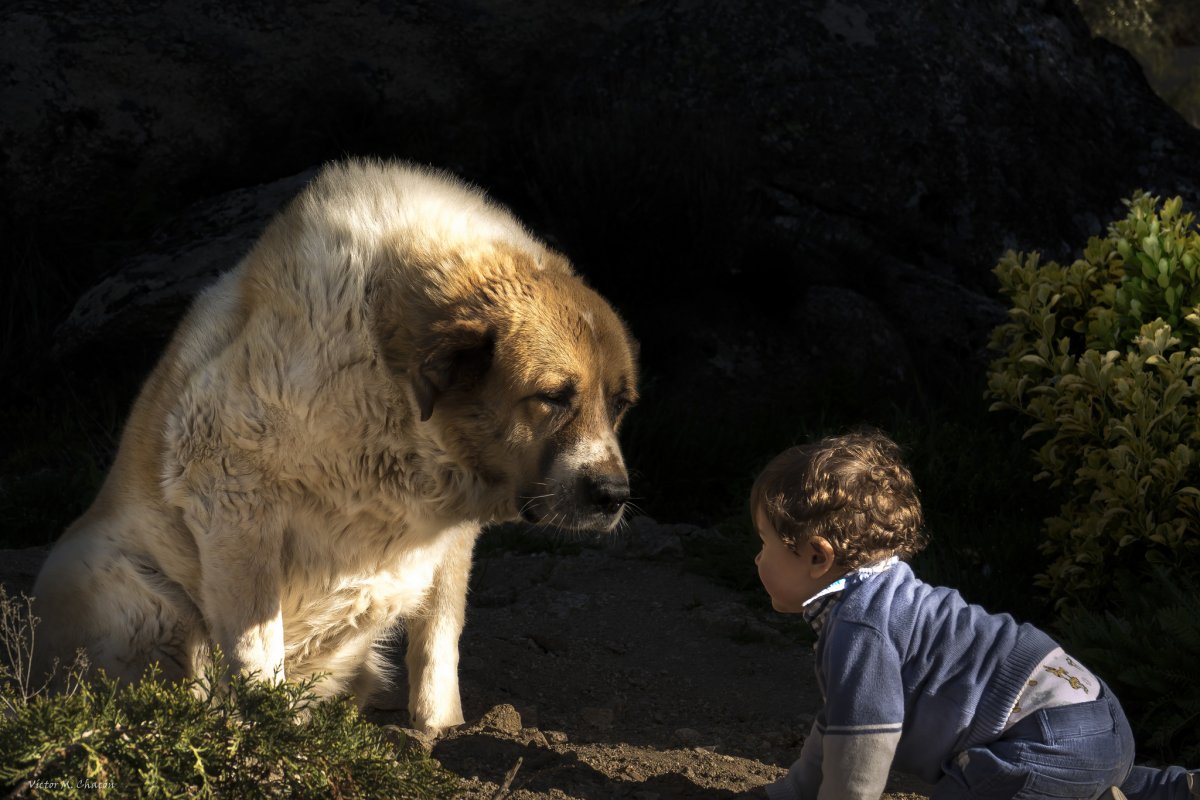 Алабай собака мальчик
