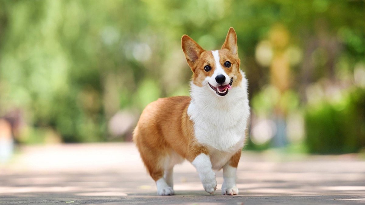 Спасибо за внимание корги