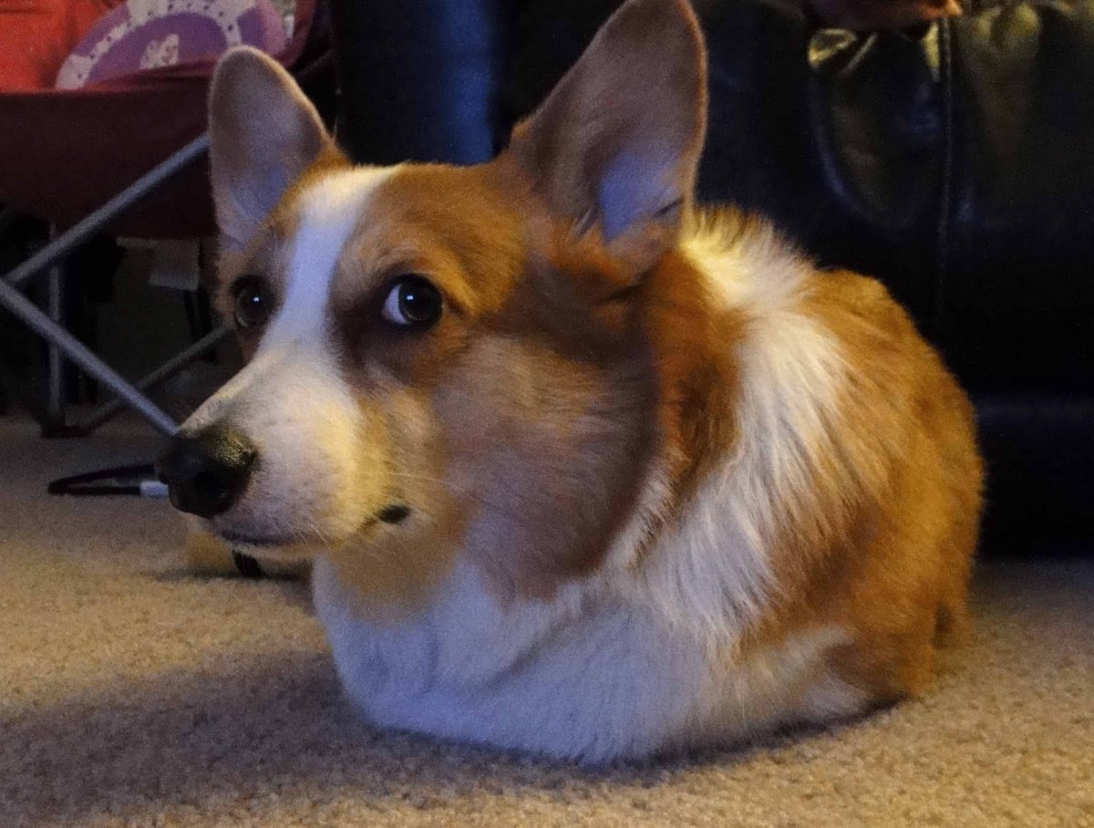 Корги aesthetic