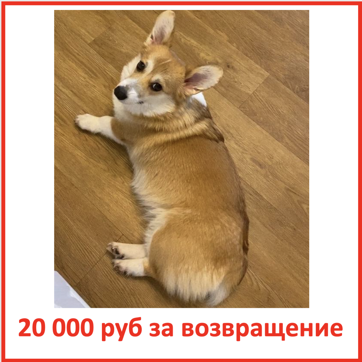 Корги пемброк сзади