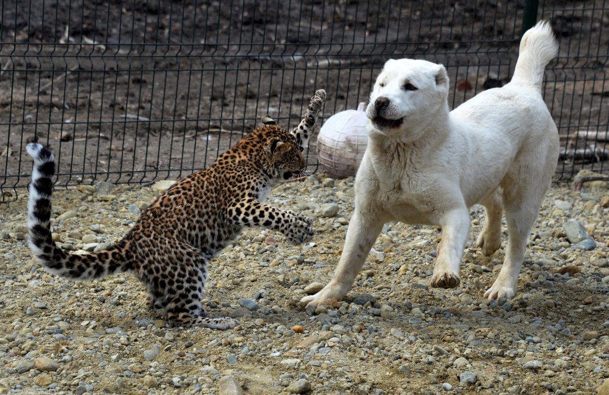 Леопард и собака