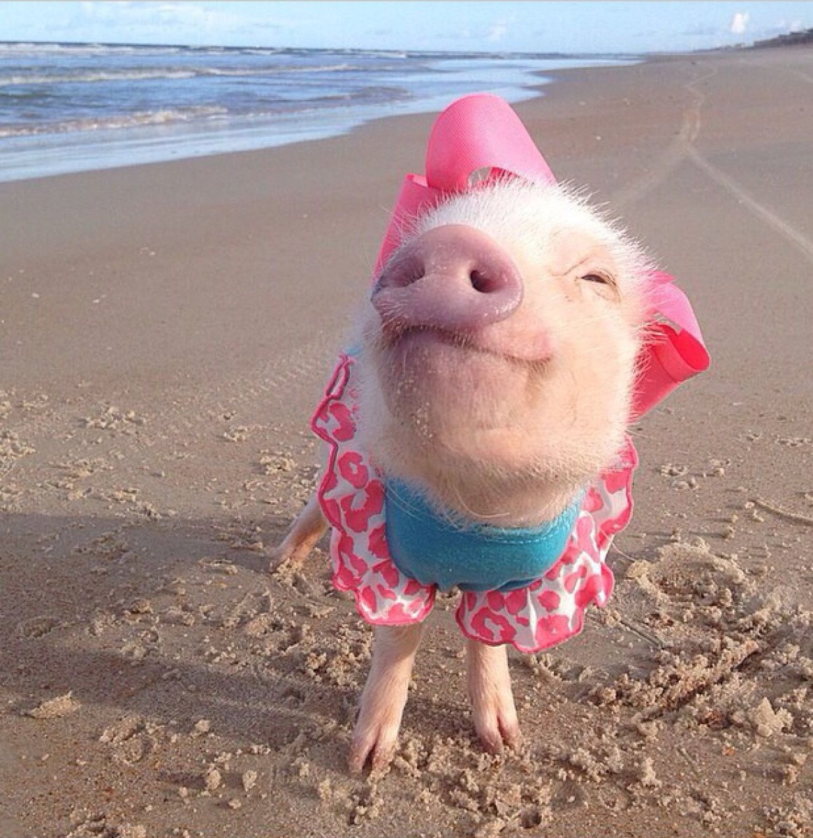 Морские свинки