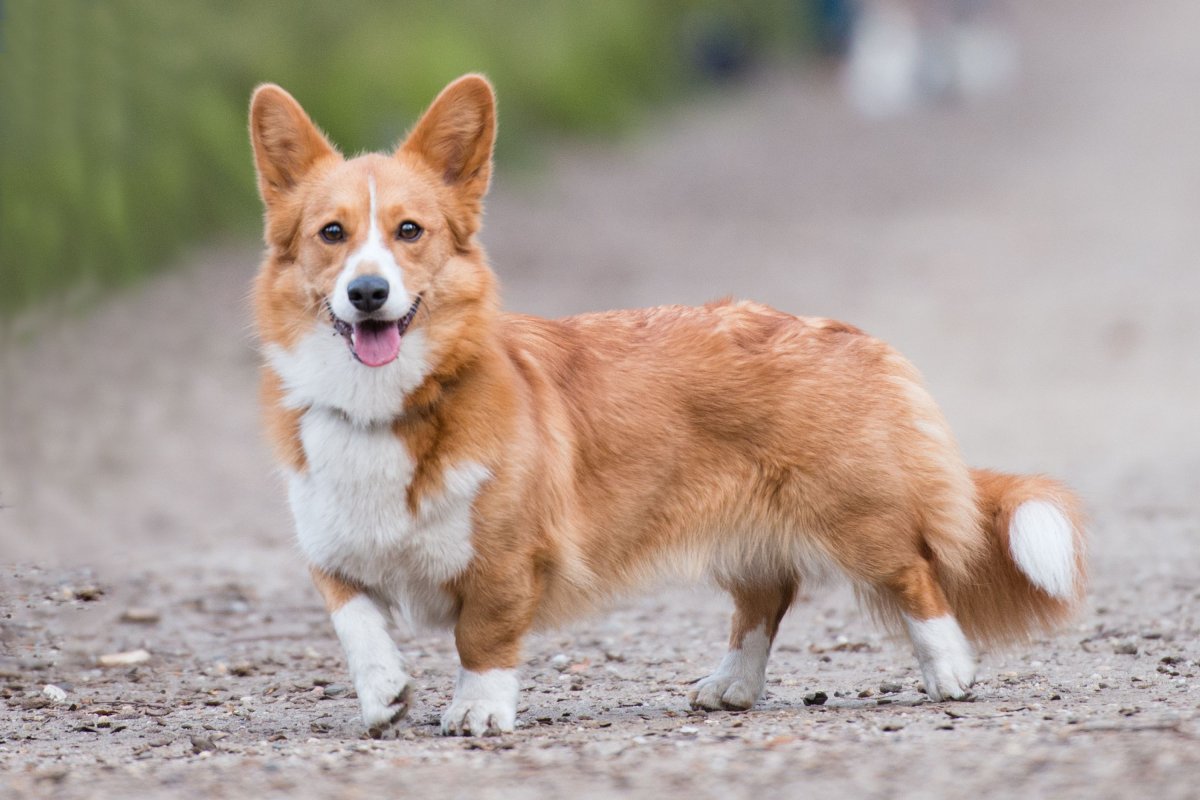 Корги Антона Долина