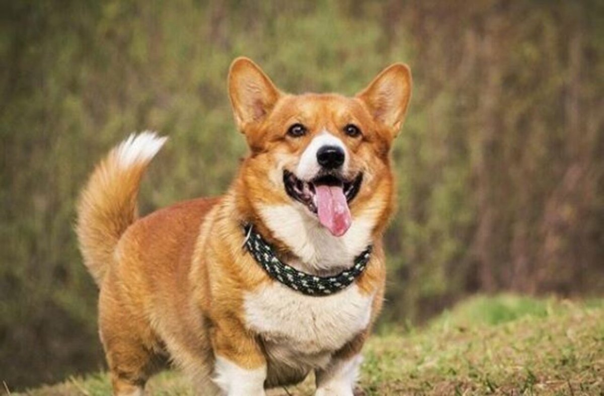 Вельш корги пемброк бегает