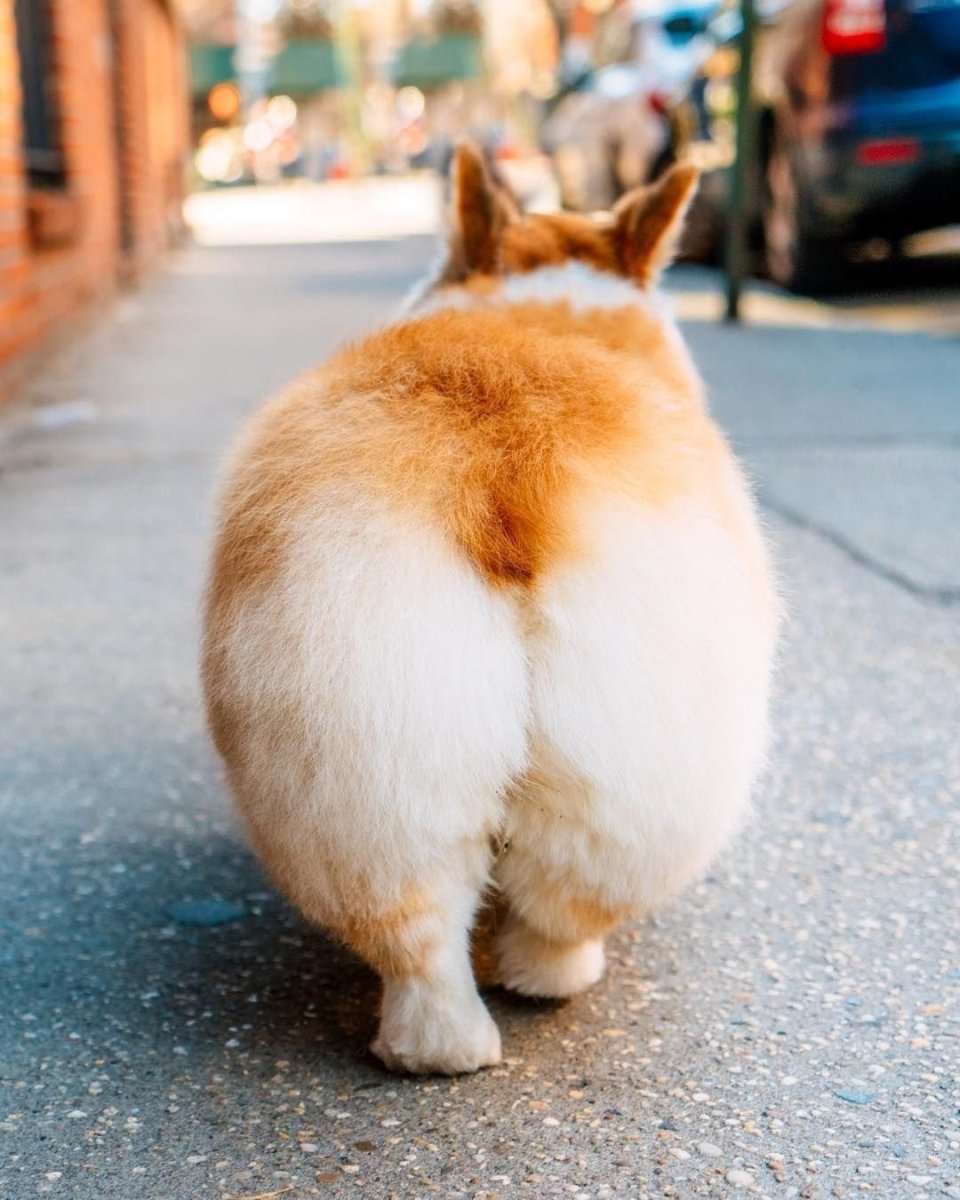 Корги спасатели