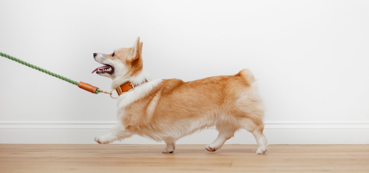 Корги Фанни