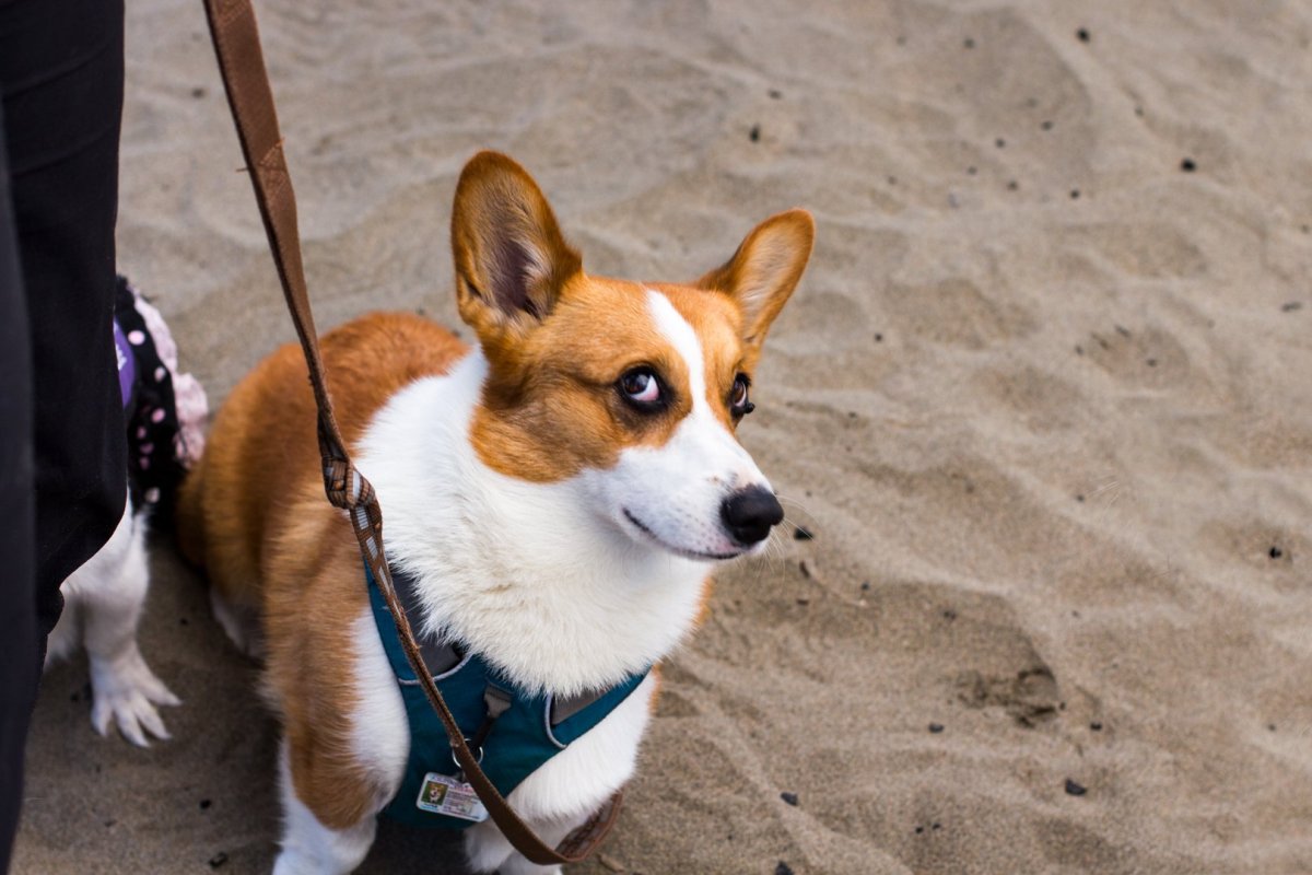 Вельш корги спина