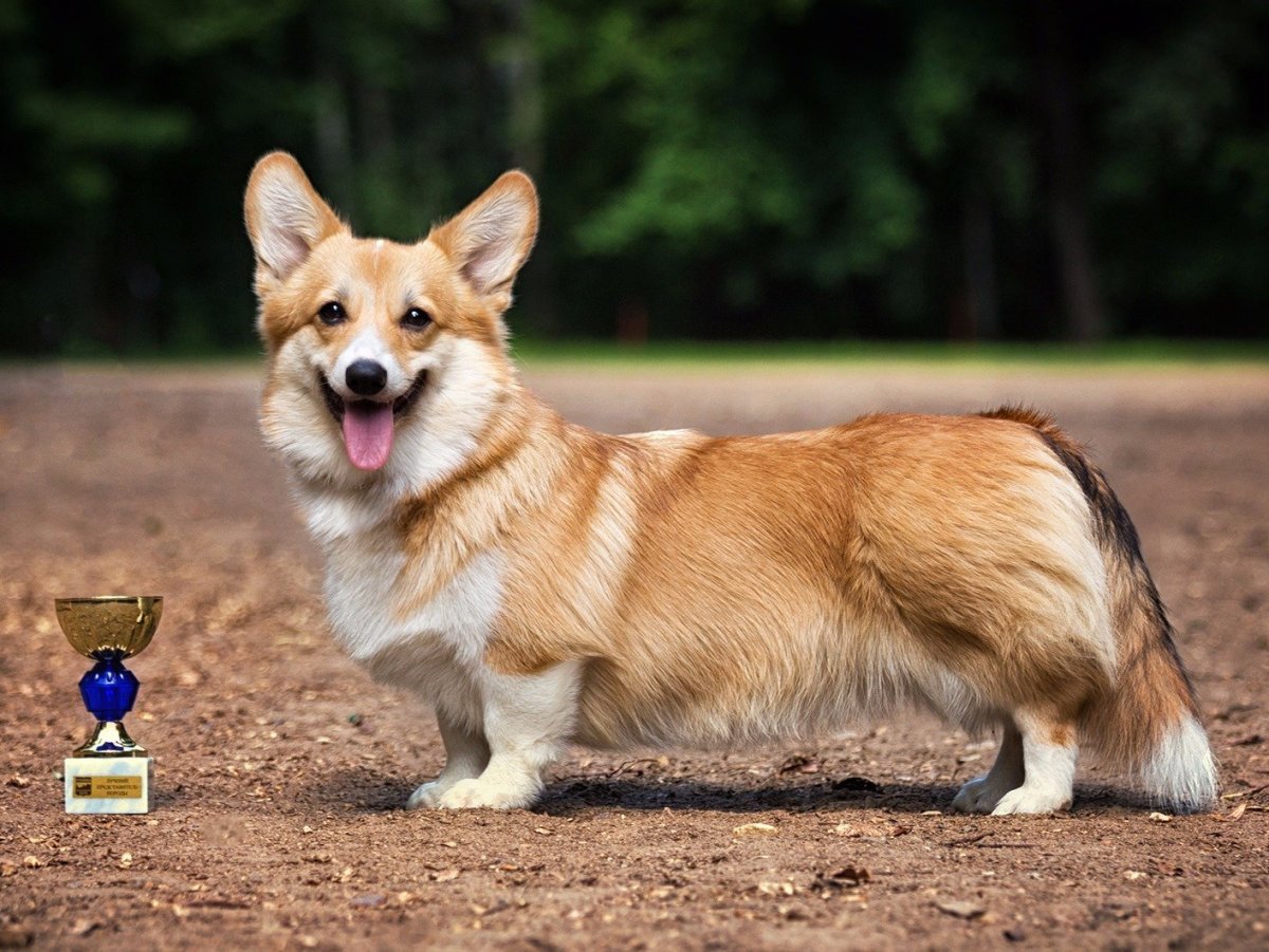 Вельш корги пемброк сзади