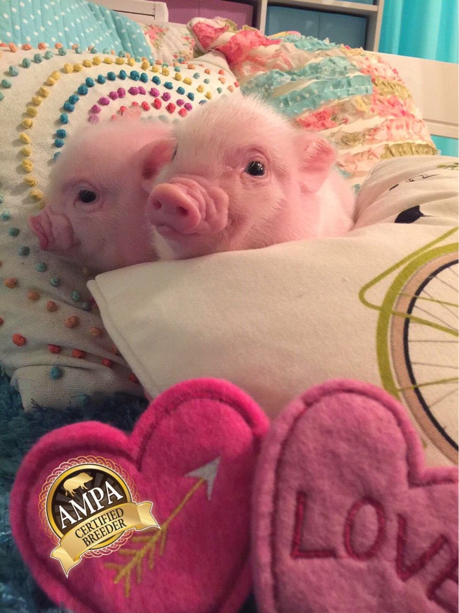 Поросенок минипиг