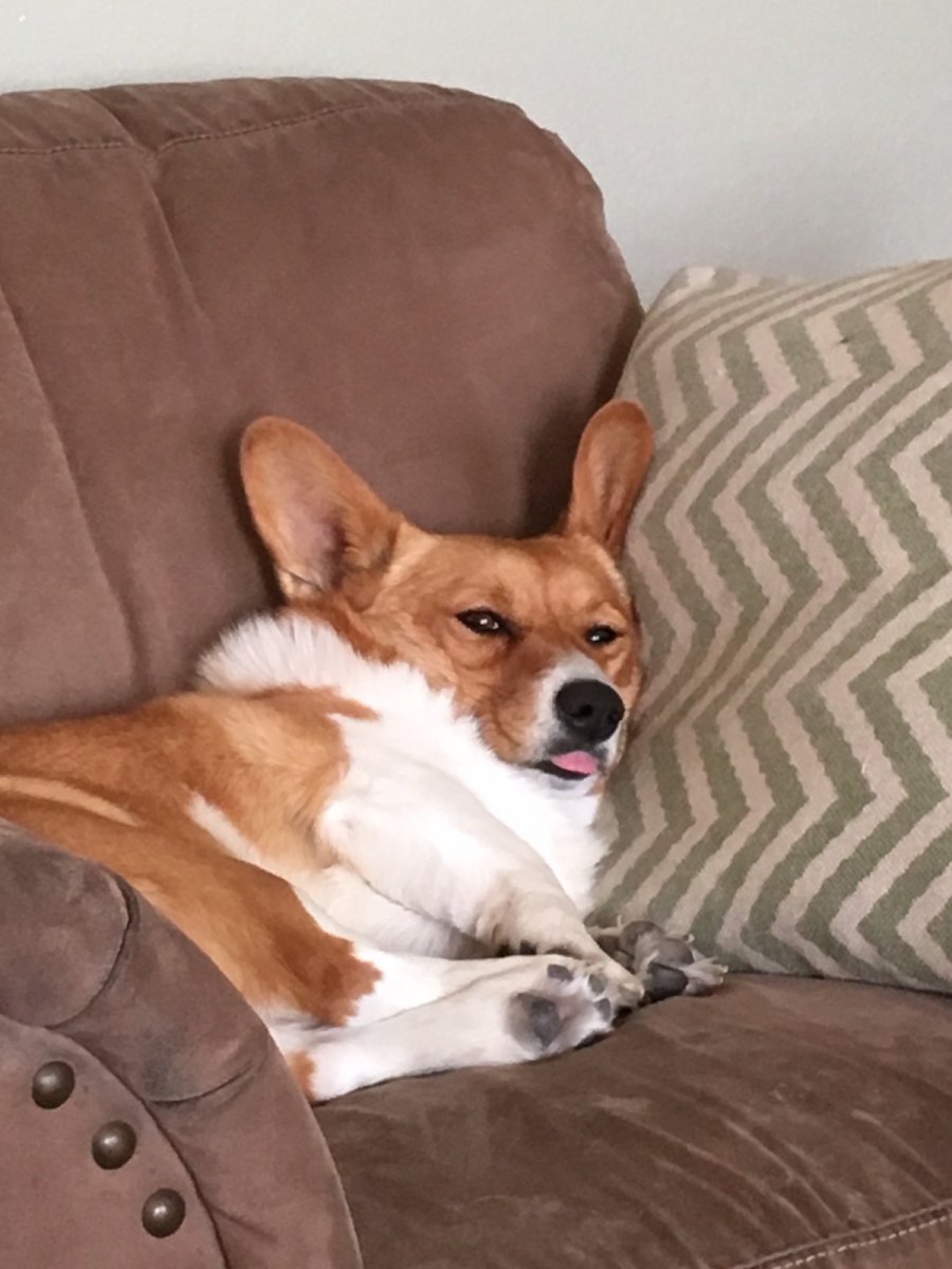 Милашки вельш корги